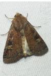 Xestia xanthographa