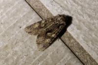Dryobotodes tenebrosa