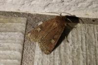 Xestia xanthographa