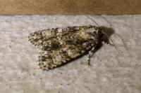 Acronicta rumicis