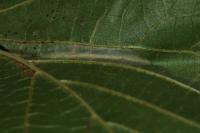Phyllonorycter nicellii