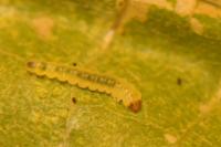 Phyllonorycter nicellii