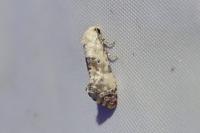 Cochylis posterana