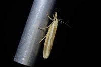 Agriphila selasella