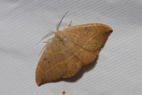 Watsonalla binaria