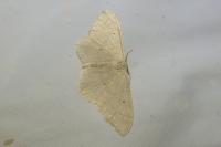 Idaea straminata