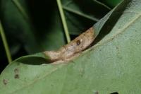 Phyllonorycter acerifoliella