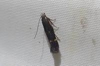 Aproaerema anthyllidella
