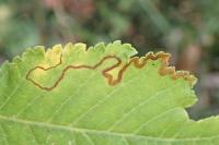 Stigmella ulmivora
