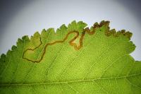 Stigmella ulmivora