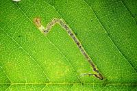 Stigmella ulmivora