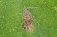 Stigmella viscerella