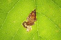 Stigmella viscerella