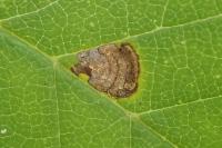 Stigmella viscerella