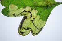 Stigmella regiella