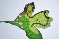 Stigmella regiella