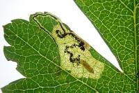 Stigmella hybnerella
