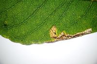 Stigmella salicis