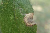 Stigmella plagicolella