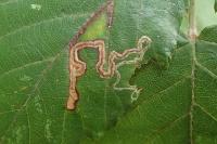 Stigmella aurella/splendidissimella