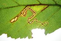Stigmella aurella/splendidissimella