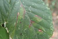 Ectoedemia erythrogenella