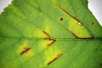 Ectoedemia erythrogenella
