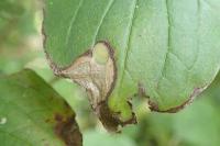 Antispila petryi