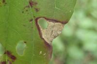 Antispila petryi