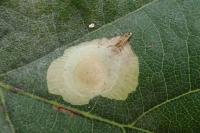 Tischeria ekebladella