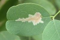 Parectopa robiniella