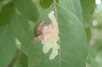 Parectopa robiniella