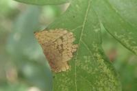 Parornix anglicella