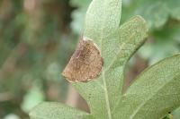 Parornix anglicella