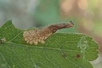 Phyllonorycter oxyacanthae