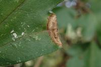 Phyllonorycter acerifoliella