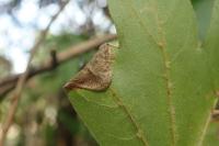 Phyllonorycter acerifoliella