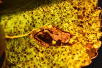 Stigmella trimaculella