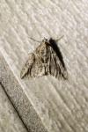 Thera cupressata