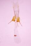 Scrobipalpa ocellatella