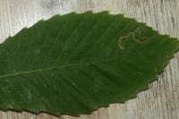 Stigmella samiatella