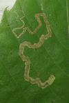 Stigmella samiatella