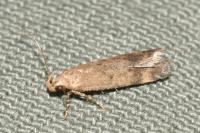 Pexicopia malvella