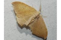 Watsonalla uncinula