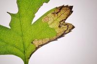Stigmella regiella