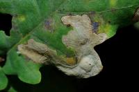 Tischeria ekebladella