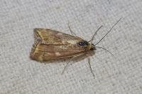 Loxostege sticticalis