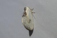 Cilix glaucata