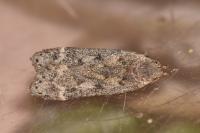 Anacampsis populella