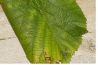 Stigmella tiliae
